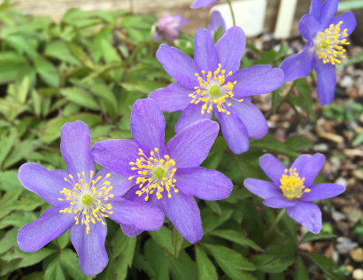 Anemone nemorosa 'Blue Bonnet'